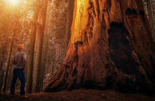 antico sequoia foresta esploratore foto