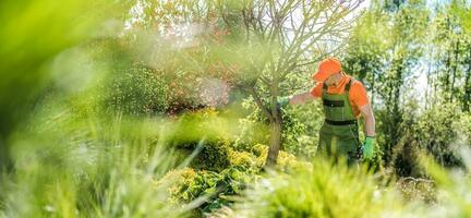 giardino albero condizione dai un'occhiata foto