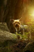 cucciolo australiano di seta terrier foto