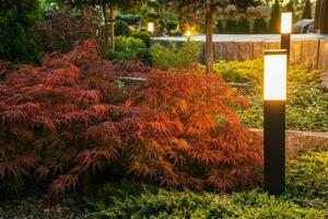 rosso acero arbusto illuminato di giardino lampada foto