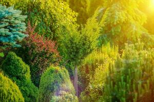 estate luce del sole nel il giardino foto