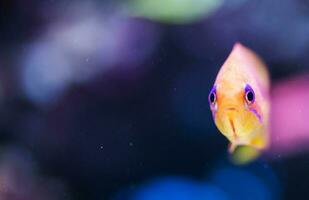 attualità pesce oceano sfondo foto