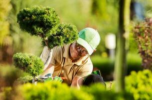 professionale giardiniere potatura il decorativo albero foto