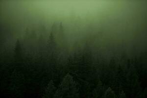 denso foresta nebbioso tempo metereologico foto