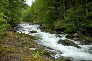 hoh fiume foresta torrente foto