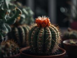 miniatura casa fiori succulente e cactus nel il giardino creato con generativo ai tecnologia foto