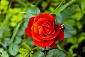 rosa rossa da vicino foto