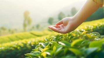 vicino su mano di donna toccare e zampa su superiore di giovane foglia tè e camminare nel il nebbioso verde tè campo nel mattina, ai generativo foto