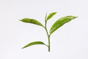 fresco crudo verde tè foglia germoglio su bianca sfondo foto