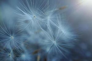 bellissimo fiore di tarassaco nella stagione primaverile foto