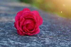 romantico fiore rosa rossa per San Valentino foto