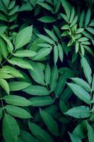foglie di piante verdi nella natura