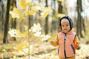 autunno all'aperto ritratto di bellissimo contento bambino ragazza nel foresta con picchio giocattolo nel mani, contro giallo le foglie. foto