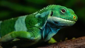 iguana fasciata delle Figi foto