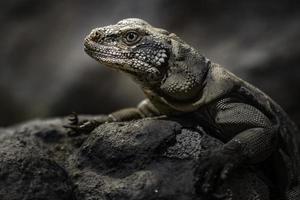 ritratto di chuckwalla foto