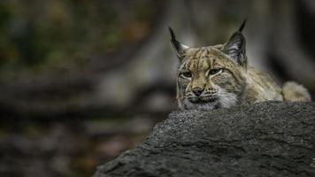 ritratto di lince eurasiatica foto