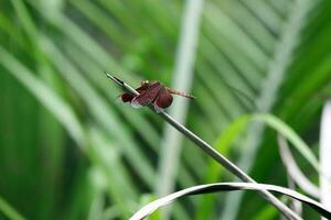 rosso libellula su erba foto