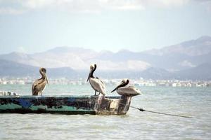 pellicani in una barca su una spiaggia in Messico foto