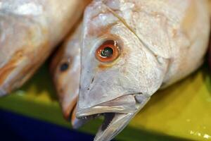 fresco rosso dentice pesce a settimanalmente strada mercato foto