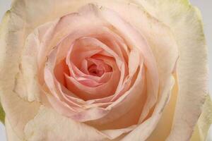 leggero rosa bianca rosa fiore avvicinamento macro petali cerchio foto