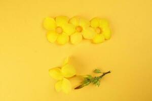 giallo allamanda campana fiore su giallo carta sfondo testo copia spazio minimalista concetto foto