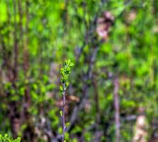 giovane primavera le foglie di ferghana olmaria, un ornamentale arbusto nel un' primavera giardino. fresco le foglie di decorativo spirea. foto