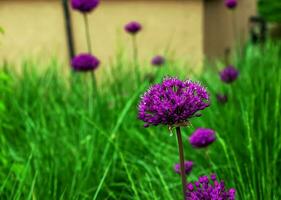 fioritura viola ornamentale cipolla allium olandese, viola sensazione contro il verde erba sfondo foto