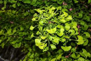 fresco luminosa verde le foglie di ginkgo biloba. naturale foglia struttura sfondo. rami di un' ginkgo albero nel nitra nel slovacchia. latino nome ginkgo biloba l. foto