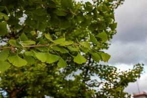 fresco luminosa verde le foglie di ginkgo biloba. naturale foglia struttura sfondo. rami di un' ginkgo albero nel nitra nel slovacchia. latino nome ginkgo biloba l. foto