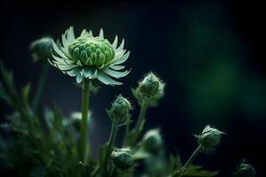 avvicinamento tiro di verde crisantemo fiore mini cuffie. il mini cuffie siamo strettamente chiuso e avere un' luminosa, vivace verde colore, fatto con generativo ai foto