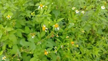 bellissimo naturale bianca erba fiori nel il verde giardino foto