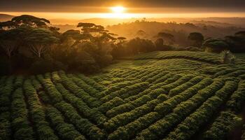 tè Ritaglia prospera nel tranquillo cameron Highlands paesaggio generato di ai foto