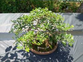 bellissimo Bonsai albero nel il giardino foto