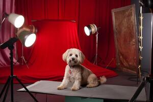 cane nel vero vita, contento momento con animale domestico ai generativo foto