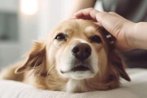 cane nel vero vita, contento momento con animale domestico ai generativo foto