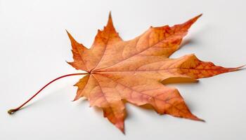 vivace autunno acero foglia, bellezza nel natura generativo ai foto