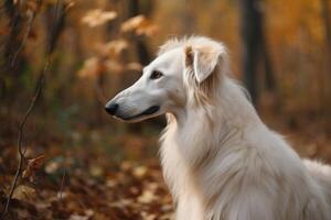 ritratto di un' cane razza borzoi su un autunno sfondo ai generato foto