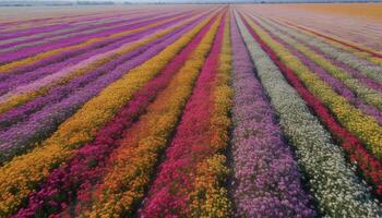 vivace tulipano prato nel rurale paesaggio, un' mazzo di bellezza generato di ai foto