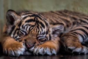 piccola tigre di Sumatra foto