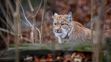 ritratto di lince carpatica foto