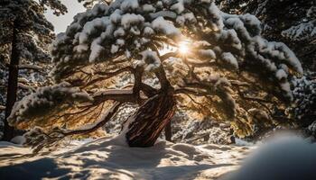 tranquillo scena di inverno foresta, luce del sole su gelido pino alberi generato di ai foto