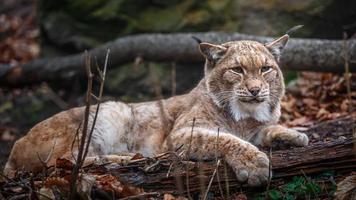 ritratto di lince carpatica foto