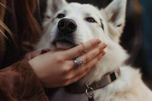 avvicinamento ritratto di un' bellissimo bianca cane nel il mani di un' ragazza, un' persona petting il suo cane, simboleggiante un' vicino legame, ai generato foto