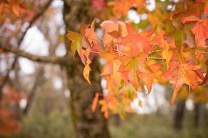 astratto sfondo di autunno le foglie autunno sfondo, bellissimo autunno paesaggio su autunno giallo rosso e Marrone nel autunno mesi foto