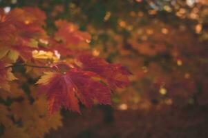 astratto sfondo di autunno le foglie autunno sfondo, bellissimo autunno paesaggio su autunno giallo rosso e Marrone nel autunno mesi foto