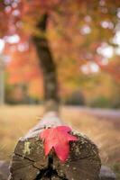 astratto sfondo di autunno le foglie autunno sfondo, bellissimo autunno paesaggio su autunno giallo rosso e Marrone nel autunno mesi foto