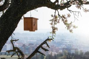 bella casetta per uccelli in legno appesa a un albero foto