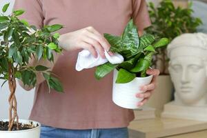 avvicinamento di un' donna di mani accuratamente sfregamento e spolverare il le foglie di il pianta della casa sansevieria. sansevieria amante a casa. pianta cura concetto. foto