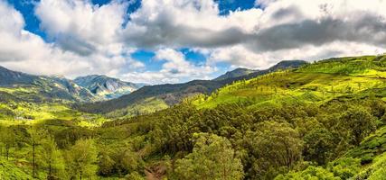 valle del munnar in kerala india foto