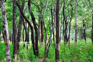 riserva forestale di legno di sandalo in marayoor kerala india foto